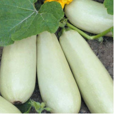 Squash seeds «Roller»