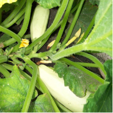 Squash seeds «Lenutsa» F1
