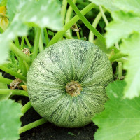 Насіння кабачка «Порційний» F1