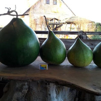 Calabash seeds «Kettle gourd»