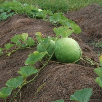 Calabash seeds «Giant African Bushel Basket Gourd»