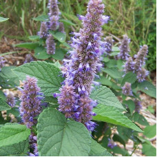 Anise hyssop seeds «Golden jubilee»