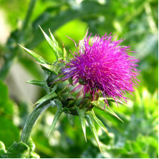 Milk thistle seeds «Purple Queen»