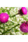 Milk thistle seeds «Purple Queen»
