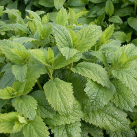 Насіння меліси лимонної «Перлина»