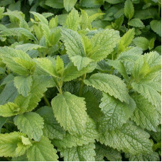 Lemon balm seeds «Pearl»