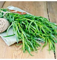 Tarragon seeds «Spicy»