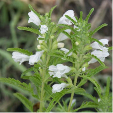 Moldavian dragonhead seeds «Archat»