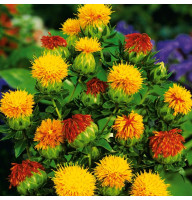Safflower seeds «Solar»