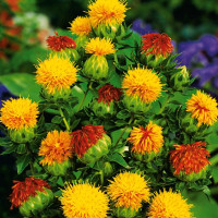 Семена сафлора «Солнечный»