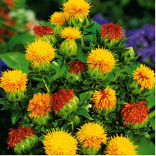 Safflower seeds «Solar»