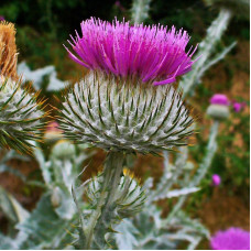 Scotch thistle seeds