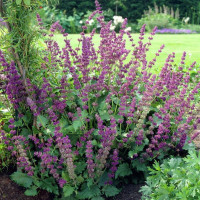 Семена шалфея кольчатого (мутовчатого)