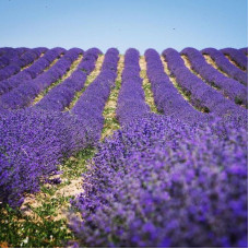 Lavender seeds «Purple Ocean»