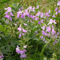 Galega seeds «Wizard»