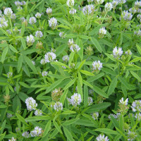 Семена пажитника голубого