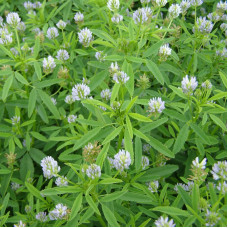 Fenugreek blue seeds «Utskho suneli»