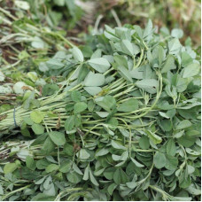 Fenugreek hay seeds