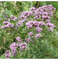 Oregano seeds «Ukrainian»