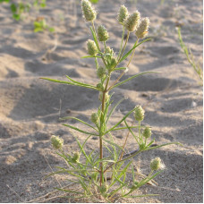 Plantain branched seeds «Berezotitskyi»