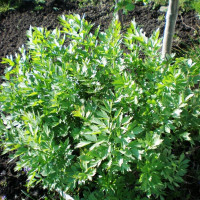 Семена любистка лекарственного «Удалец»