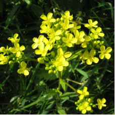 Warty сabbage seeds