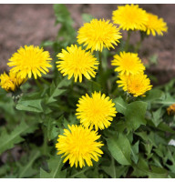 Dandelion seeds