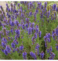 Hyssop seeds «National»