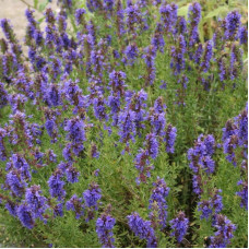 Hyssop seeds «National»