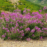 Fireweed seeds «Ivan-Tea»