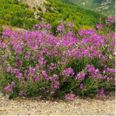 Fireweed seeds «Ivan-Tea»