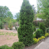 Thuja western seeds «Fastigiata»