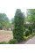 Thuja western seeds «Fastigiata»