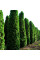 Thuja western seeds «Fastigiata»