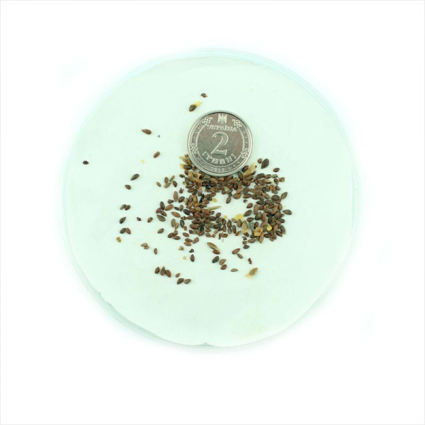 Spruce white seeds (blue form)