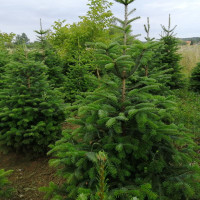 Fir Nordmann seeds