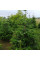 Fir Nordmann seeds