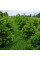 Fir Nordmann seeds