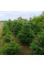 Fir Nordmann seeds