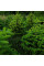Fir Nordmann seeds