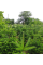 Fir Nordmann seeds