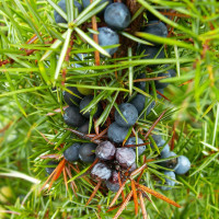 Juniper common seeds