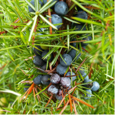 Juniper common seeds