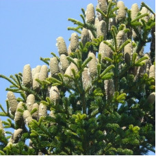 Fir cilician seeds