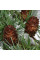 Larch Japanese seeds