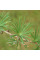 Larch Japanese seeds