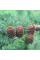 Larch Japanese seeds