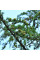 Larch Japanese seeds
