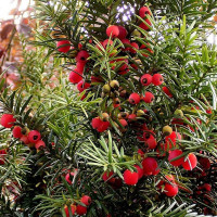 Yew common seeds