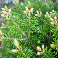 Fir silver seeds